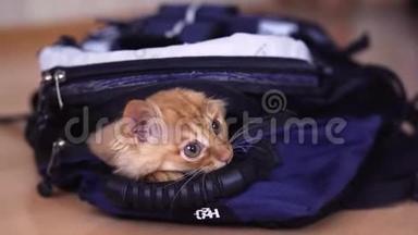 带着<strong>摄影器材</strong>的背包里有趣的红色小猫看上去坐着